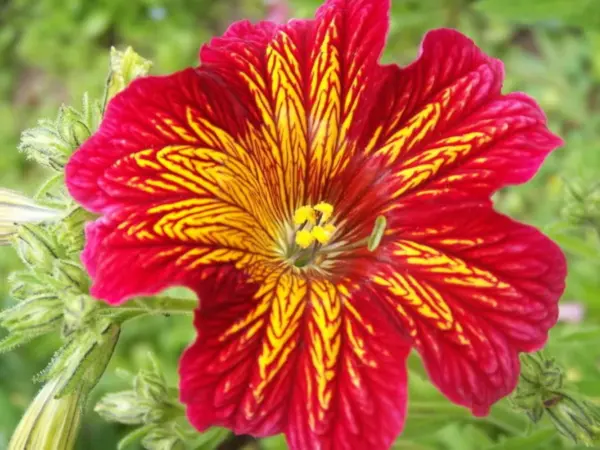 Top Seller 200 Mixed Colors Painted Tongue Velvet Trumpet Salpiglossis G... - $14.60