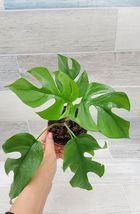 4&quot; Pot Monstera minima ,raphidaphora tetrasperma Philodendron Minima - £30.61 GBP