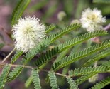 Feather Tree Lysiloma Thornberi  10 Seeds - $8.99