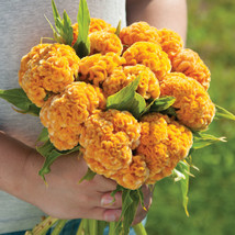 Chief GoldCelosia Seeds, Chief Gold Celosia Flower Seeds  - $14.99