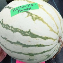 US Seller Halbert&#39;S White Honey Watermelon Seeds Fast Shipping - £9.24 GBP