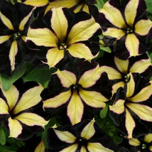 200 Yellow &amp; Black Petunia Flowers Seeds Garden Planting - £10.96 GBP