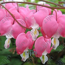 100pcs/bag Dicentra Spectabilis Bleeding Heart Classic Cottage Garden Plant Hear - $5.68