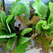 Gourmet Lettuce Mix Lettuce Seeds Fresh Seeds USA - $15.72