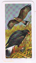 Brooke Bond Red Rose Tea Card #24 Snail Kite  North American Wildlife In DangerD - £0.75 GBP