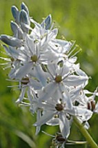 30+ PURE WHITE WILD HYACINTH FLOWER SEEDS / CAMASSIA SCILLOIDES / PERENNIAL - £11.96 GBP