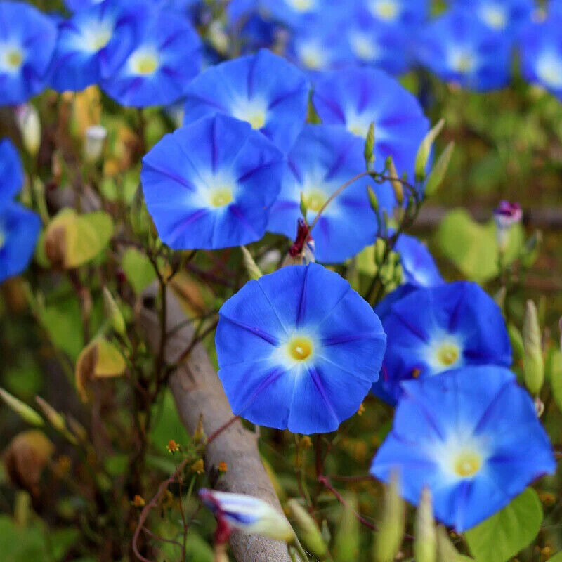 GIB Blue Morning Glory 5 Fresh Flower Seeds -  - $2.00
