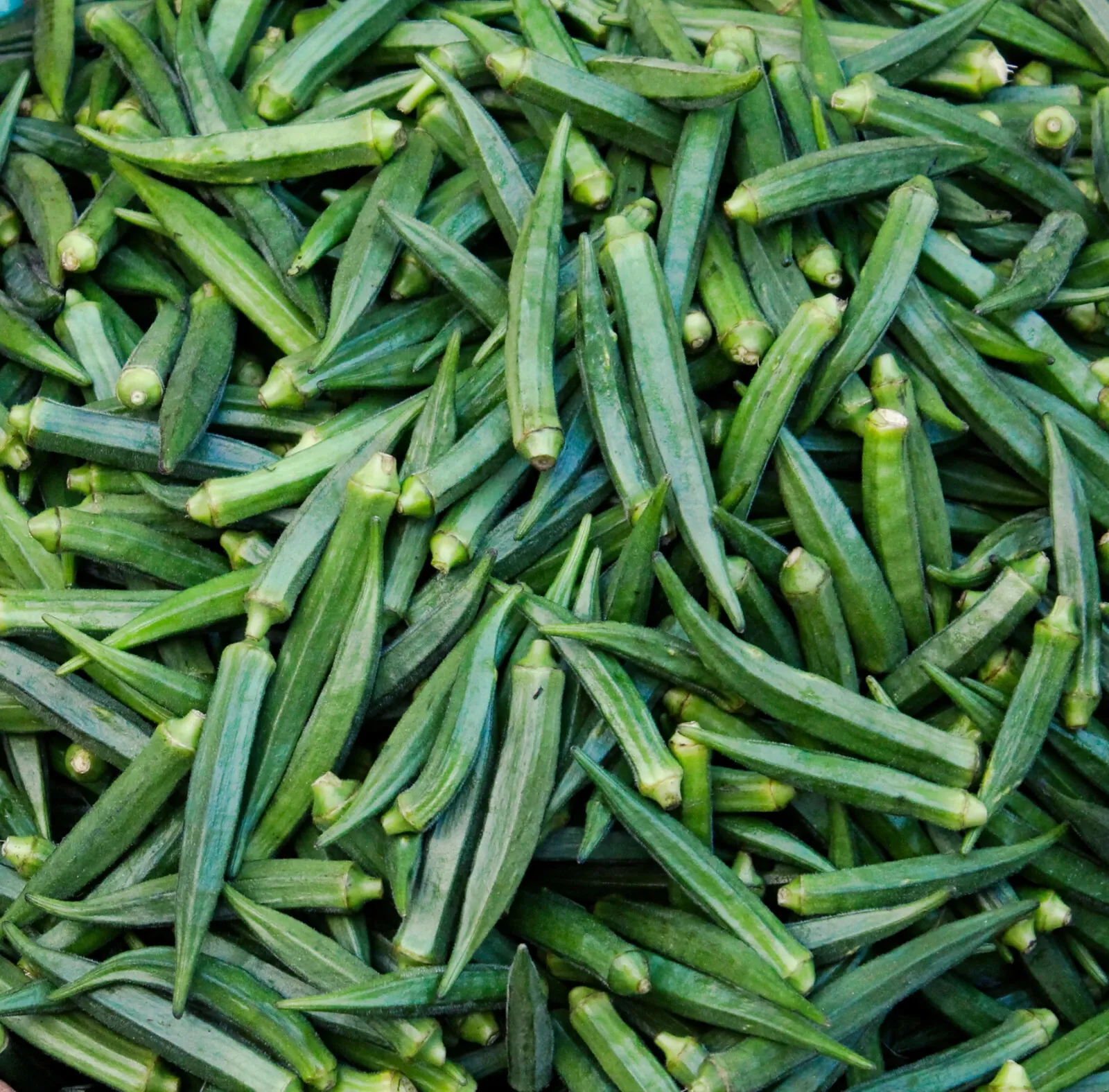 SG 100 Okra seeds - Super healthy - Green Emerald better than Clemson Spineless - £7.85 GBP