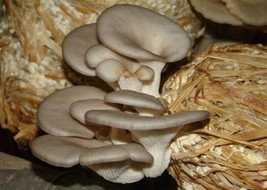 10 g Organic Mushroom Spawn Mycelium GREY OYSTER Mushroom Growing Fungi Culture - £5.05 GBP