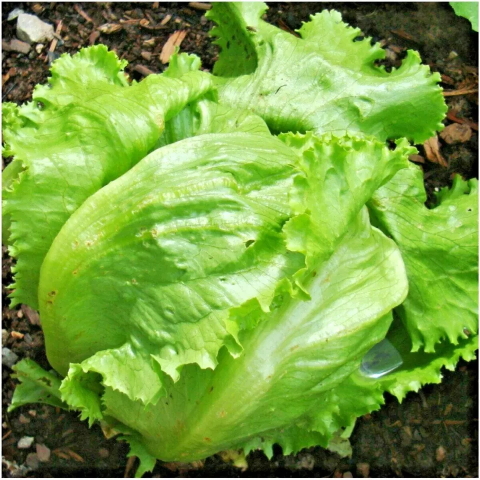 600 GREAT LAKES BATAVIAN Head Lettuce Seeds Organic Vegetable - $4.91 CAD