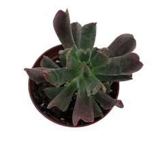Dark Vader Echeveria Houseplant 3&quot; Pot - $26.99