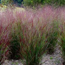1 oz SWITCHGRASS Seeds Native Prairie Tall Grass Clumping Ornamental Per... - £8.82 GBP