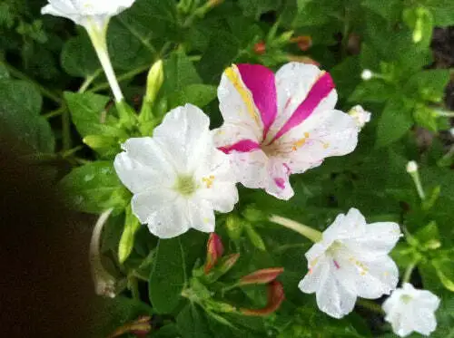 Mirabilis Jalapa Broken Colors 10 Seeds Garden - £25.13 GBP