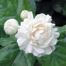 Arabian Jasmine Pure White Jasmine Plant Beautiful, 10 SEEDS D - £9.75 GBP