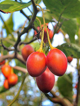 Solanum Betaceum Sweet Red Form Tree Tomato Fruit Fresh Seeds - £14.91 GBP