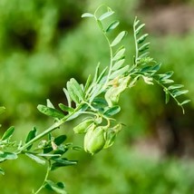 Organic Pardina Lentil Seeds - Grow Your Own Nutrient-Rich Brown Lentils, Sustai - £4.39 GBP