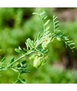 Organic Pardina Lentil Seeds - Grow Your Own Nutrient-Rich Brown Lentils, Sustai - £4.32 GBP