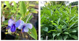 Quart Blue Wings or Blue Butterfly Clerodendrum Ugandense plant - £54.63 GBP