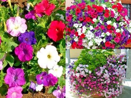 2001+Dwarf PETUNIA MIX Garden Flower Seeds Container Hanging Basket Wind... - £10.41 GBP