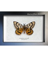 Rare Hemileuca Nuttalli Real Sheep Moth Framed Entomology Collectible Sh... - $64.99