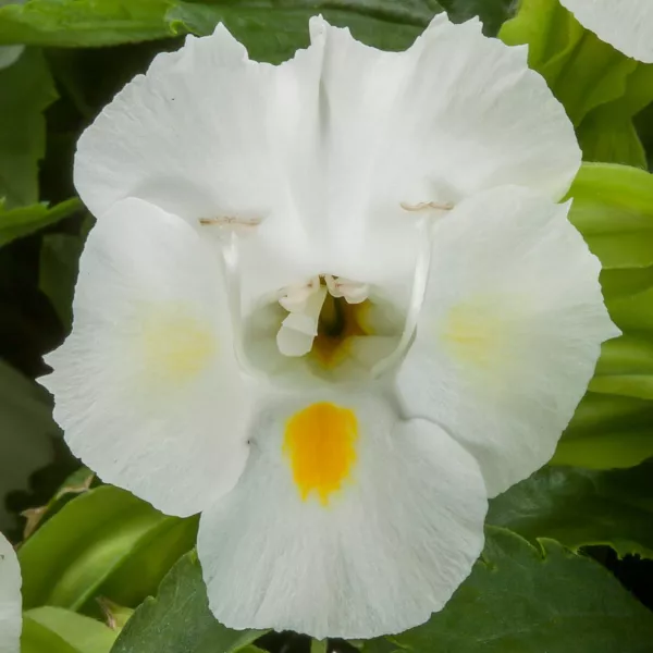 Torenia Seeds Hi Lite White 50 Pelleted Seeds Bright Torenia Fresh Garden - £12.28 GBP