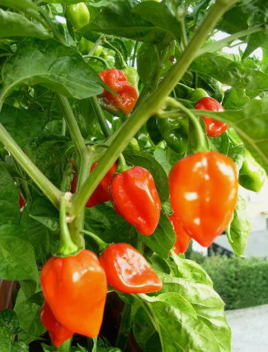 BZ 30 Seeds Habanero Pepper Seeds, Super Hot Pepper Bulk Seeds - $7.99