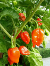 BZ 30 Seeds Habanero Pepper Seeds, Super Hot Pepper Bulk Seeds - €6,99 EUR