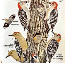 Ladder Back Woodpecker Bird Types 1966 Audubon Antique Art Print ADBN1o - $371.27 MXN
