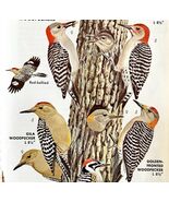 Ladder Back Woodpecker Bird Types 1966 Audubon Antique Art Print ADBN1o - $371.27 MXN