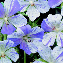 10 Seeds Geranium Pratense Splish Splash Fresh Seeds for Planting - $18.75