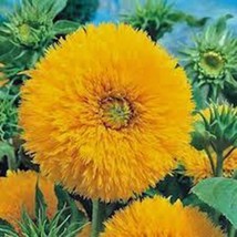 Golden Sunflowers 500 Seeds Organic Newly Harvested, The Classic Sunflower - £8.11 GBP