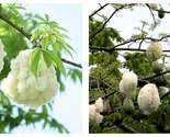 50 Seeds Silk floss tree White Fresh Garden - $34.93