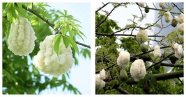 50 Seeds Silk floss tree White Fresh Garden - £27.92 GBP