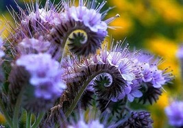 HSE Lacy Phacelia Wildflower Seeds - 250 Seeds - Easy to Grow - £10.25 GBP