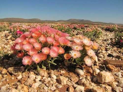 MONILARIA CHRYSOLEUCA exotic rare stone succulent string of pears seed 3... - $16.44