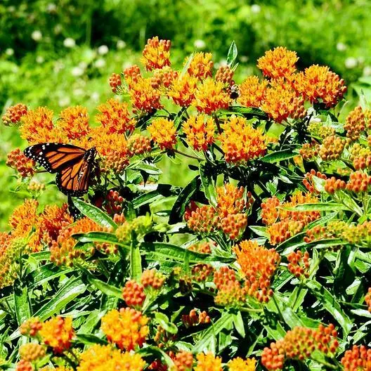 BPASTORE 500 Seeds Monarch Butterfly Blend Mix With Milkweed Heirloom No... - £7.65 GBP