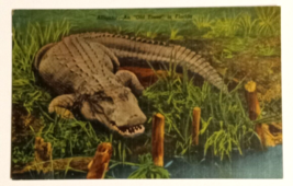 Alligator An Old Timer Reptile Florida FL Linen Curt Teich UNP Postcard ... - £3.91 GBP