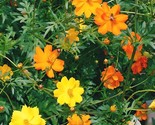 Bright Lights Cosmos 100 Seeds Seedsfun Fast Shipping - $8.99