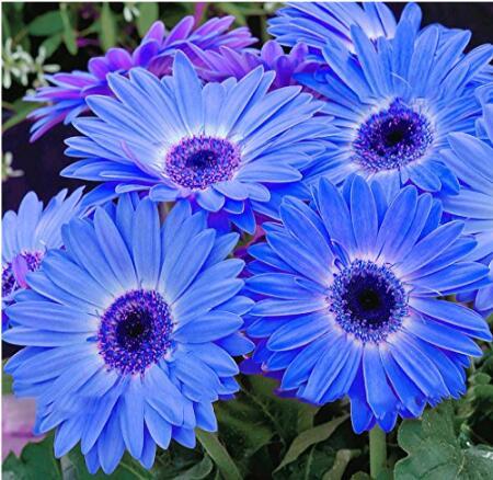 100Pcspack Gerbera Daisy Seeds Majorette Blue Halo Fragrant Bellis Flowe... - $5.19