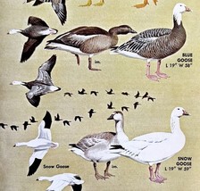 Goose Geese Varieties And Types 1966 Color Bird Art Print Nature ADBN1r - €17,52 EUR
