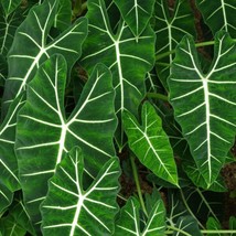 Best Frydek Elephant Ear / Alocasia / Live Plant - $24.99