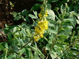 Crotalaria Spectabilis Showy Rattlebox Golden Yellow Flowers Fresh Seeds - £14.92 GBP