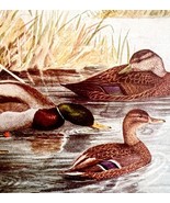 Mallard Gadwall Black Ducks 1936 Bird Art Lithograph Color Plate Print D... - $468.75 MXN