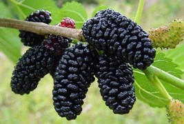 Morus Nigra Mulberry Tree Fresh Seeds - £14.82 GBP
