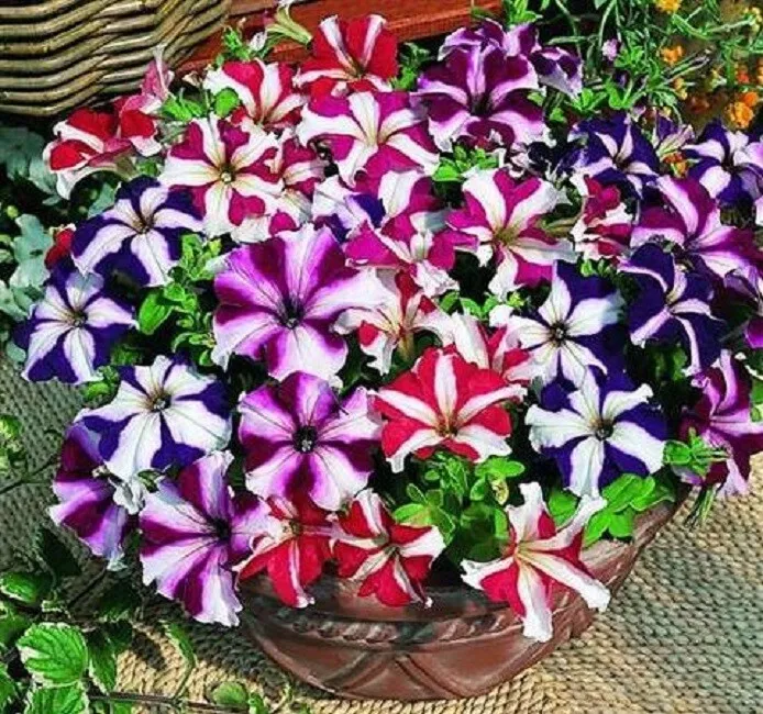 50 pelleted Tango Mix Petunia flower seeds  - £12.66 GBP