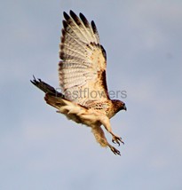 A Red Tail Hawk in Flight - 8x10 Unframed Photograph - $323.54 MXN