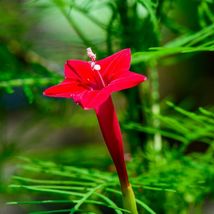 Cypress Vine- Red- 10 Seeds _Tera store - £4.77 GBP