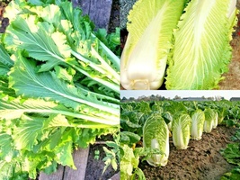 601+MICHIHILI Cabbage Asian Spring Fall Vegetable Seeds Garden Container - $13.00
