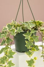 English Ivy Live Plant 6&quot; pots Available - $70.00