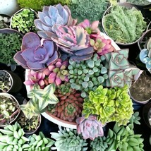 Berynita Store Cultivate Your Garden Oasis with 100pcs Mixed Succulent Plant See - $14.94